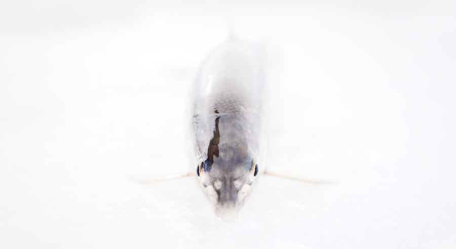 This sharp-looking whitefish fell for a more pedestrian winter nymph rig during a warm January day on the Colorado River near Glenwood Springs, CO. Photo: Copi Vojta