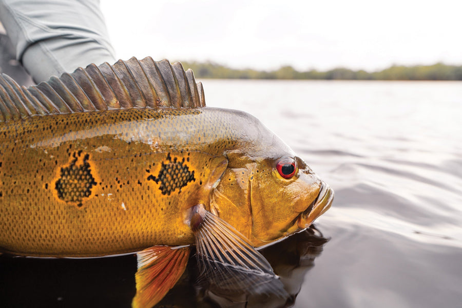 Anglers come to Brazil’s Rio Marié for Cichla temensis, the largest of the 16 peacock bass species.