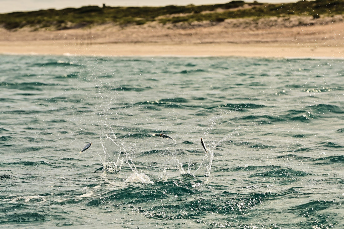Sardines flee predators in Bahia de Los Muertos, Baja Sur, Mexico.