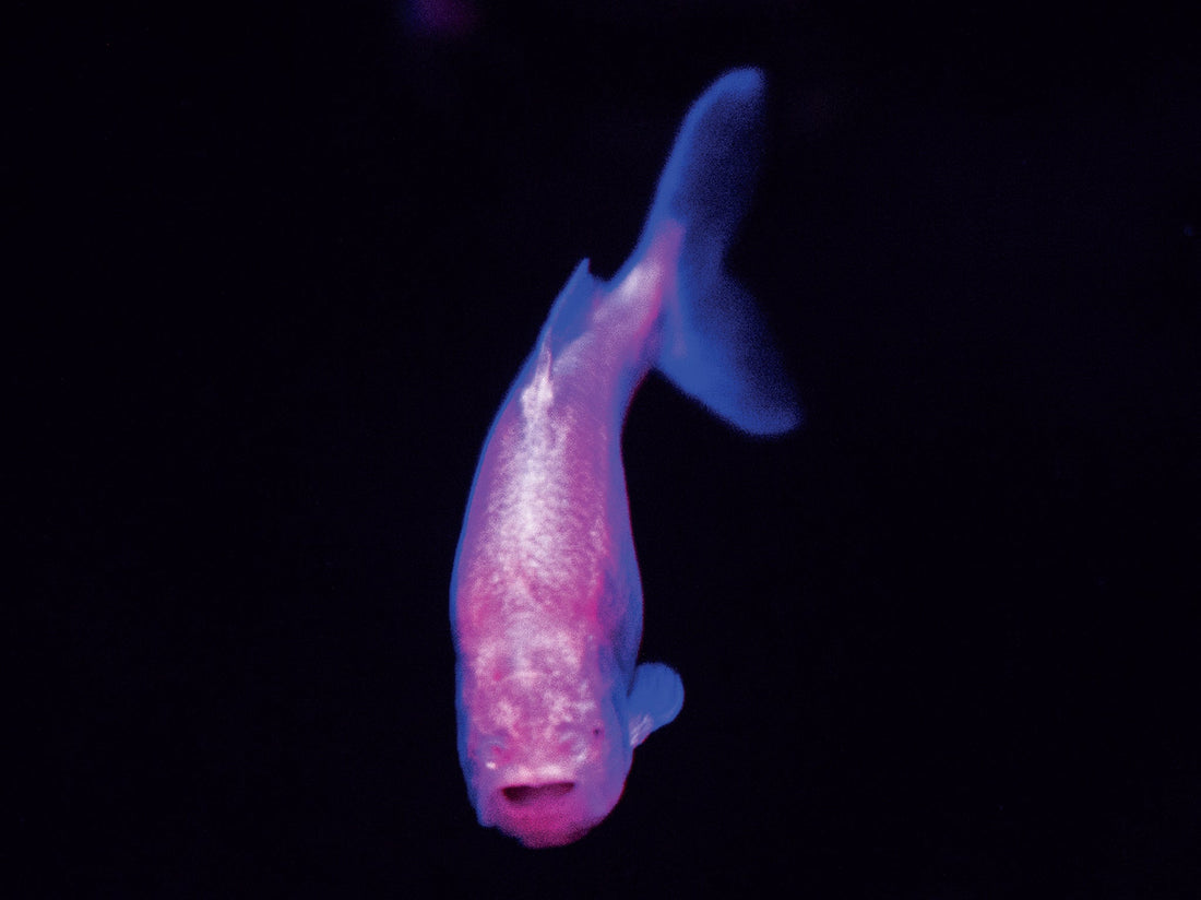A Mexican tetra, Astyanax mexicanus, turns through the darkness. 