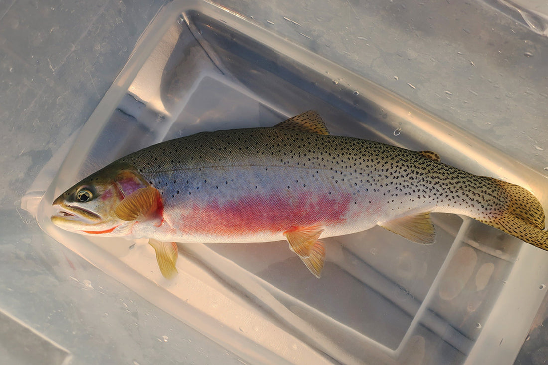 A westslope cutthroat trout (Oncorhynchus clarkii lewisi) from a northern Idaho lake. 