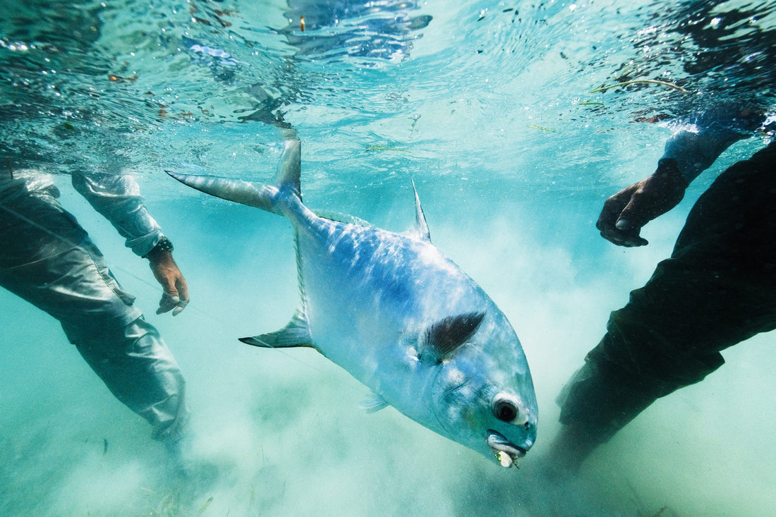 Permit, Faraway Cay, Honduras
