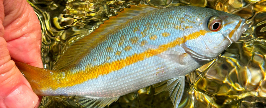 February Smolt of the Month winner. Photo: Andrew Tarica