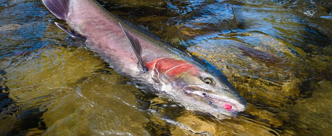 A beautiful babine River wild Steelhead