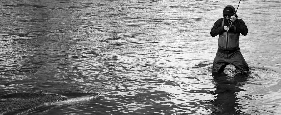 A wild steelhead, caught on a swung fly. Photo: Copi Vojta