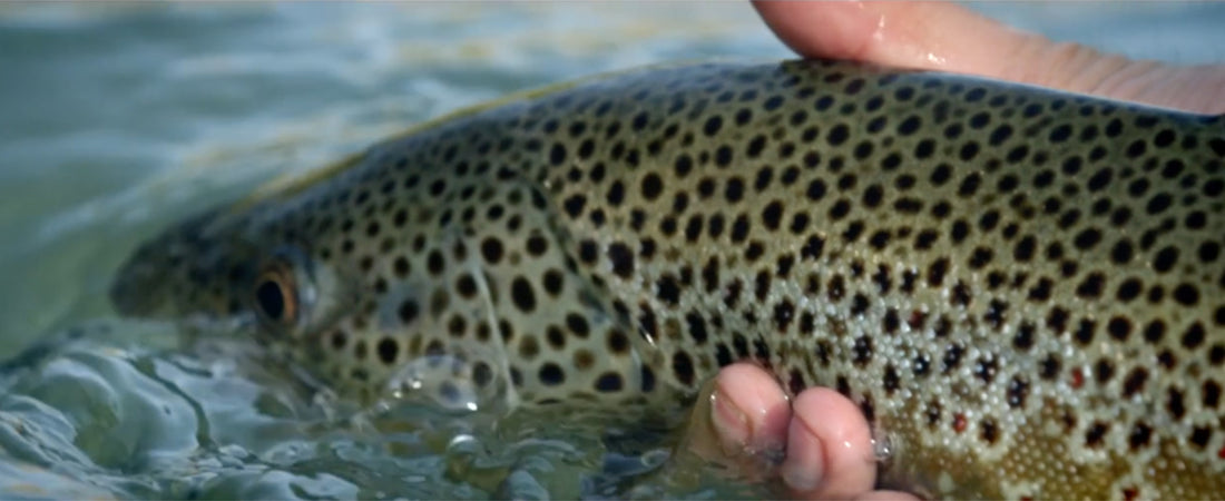 AFFTA Fisheries Fund