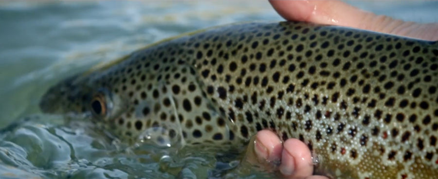 AFFTA Fisheries Fund