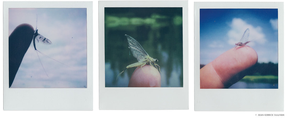 SEAN KERRICK SULLIVAN