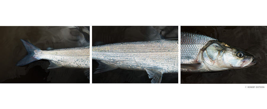 TARPON OF THE TUNDRA