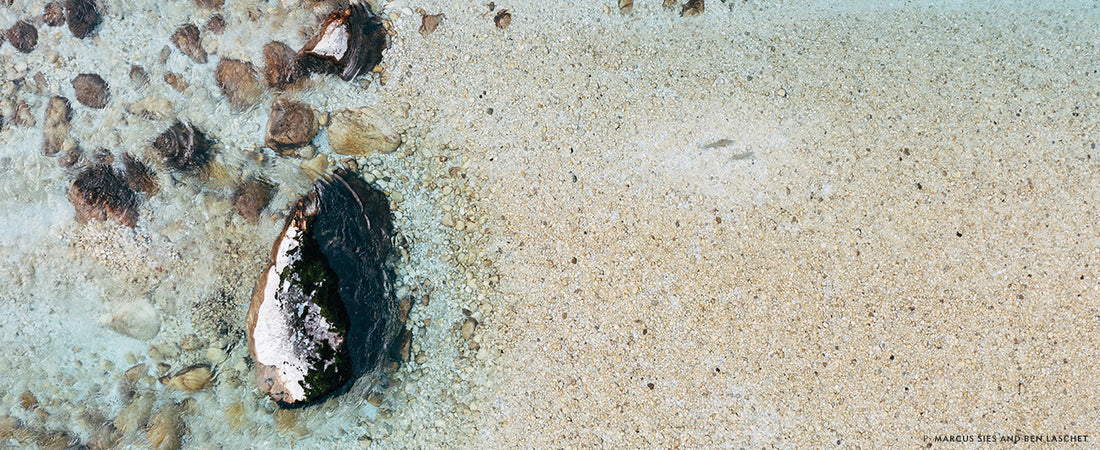 female marble trout begin building redds