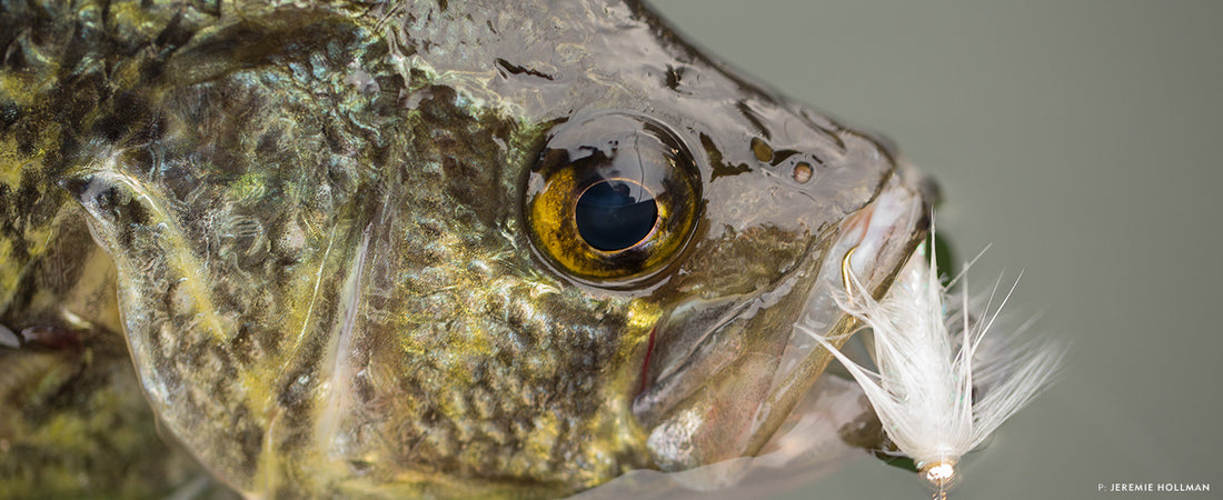 "This black crappie was my first caught on a fly rod, right under a dock.” —Anne Landfield  Photo: Jeremie Hollman