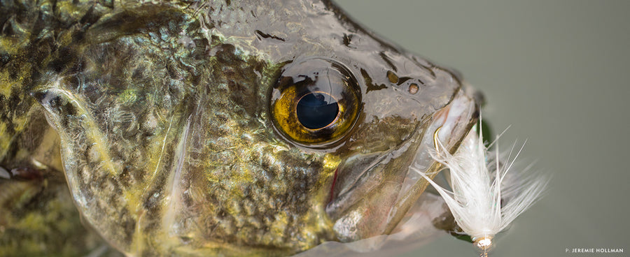 "This black crappie was my first caught on a fly rod, right under a dock.” —Anne Landfield  Photo: Jeremie Hollman