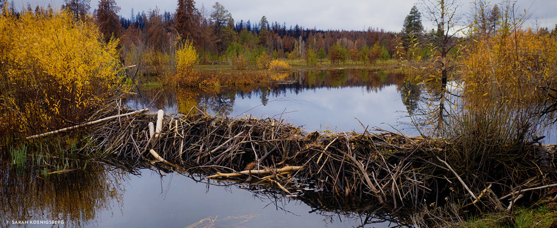 One of the main dams at the downstream edge of a beaver complex near the massive Bootleg Fire in Oregon’s Klamath River Basin, summer 2021. Photo: Sarah Koenigsberg
