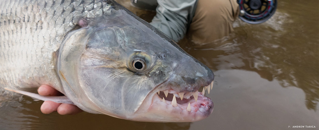 CROUCHING TIGERFISH, HIDDEN HIPPO