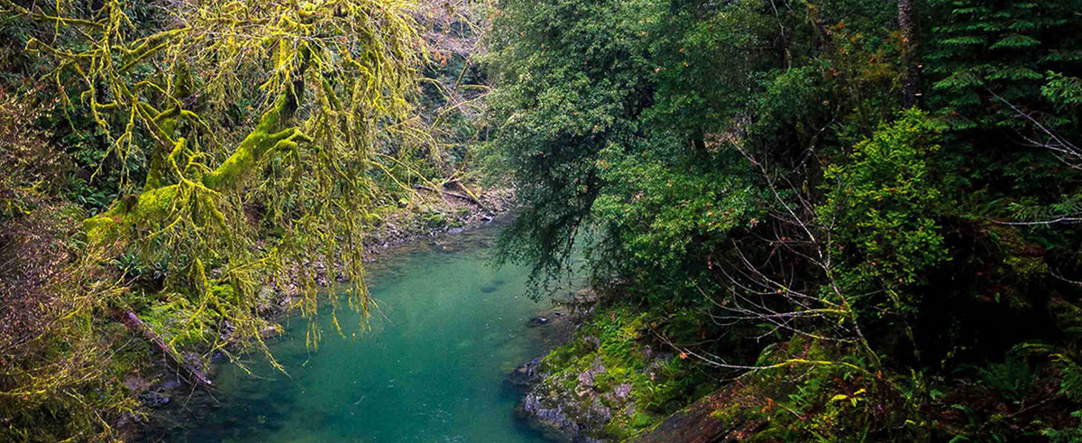 Big Redwoods and Small Cutthroat