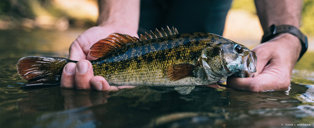 A trophy-sized redeye bass caught by Casey Nowell in a small tributary of the Coosa River system. The vibrant red hues of the fins along with the blue accents are unlike those found on any other bass species. Photo: Chad J. Hoffman