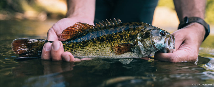 A trophy-sized redeye bass caught by Casey Nowell in a small tributary of the Coosa River system. The vibrant red hues of the fins along with the blue accents are unlike those found on any other bass species. Photo: Chad J. Hoffman