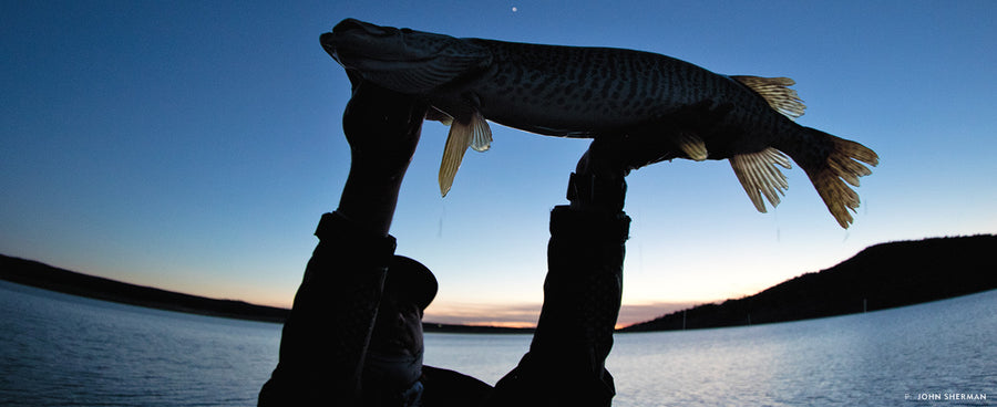 TIGERS IN THE DESERT