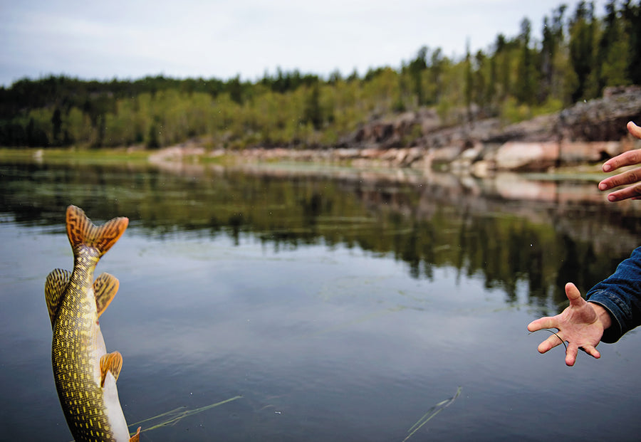 Northern Pike from Canada's Northwest Territories