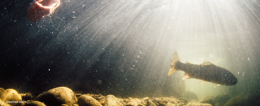 Looking for Mr. Johnson