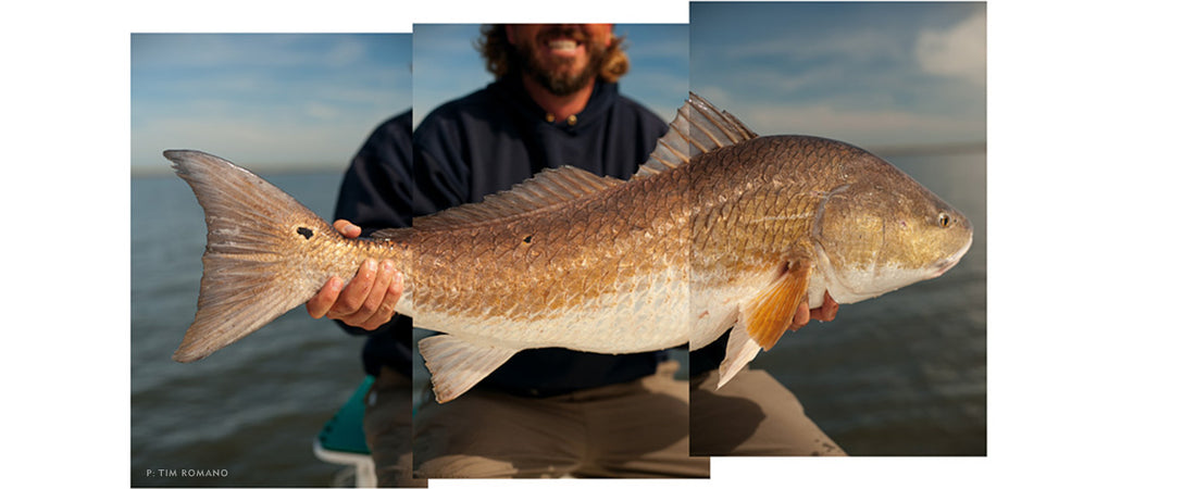 THE DUKES OF HOPEDALE