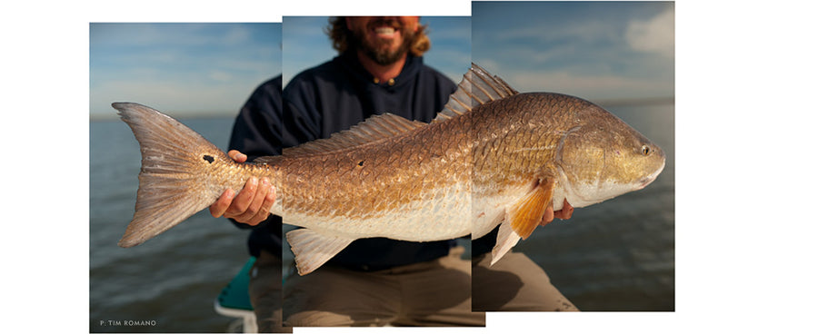 THE DUKES OF HOPEDALE