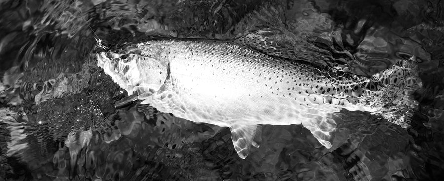 cutthroat,clean water,fish need clean water